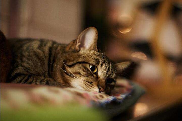 è��Ӫ�������è���⿧�ȹ�