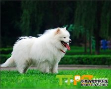 ��ĦҮ�ܳ��߲���Ҫע��ʲô��