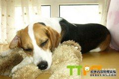 �ȸ���Ȯһ��Լ��Σ�һ�ٳԶ��٣�