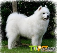 ��ĦҮ��ͬ�׶������ι������