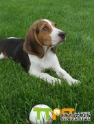 �ȵ�GOLDEN���й�������ҵ�쵼��