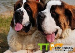 ʥ����Ȯ������ʥ����Ȯ������ô������