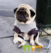 �˸�Ȯ���Զ�����ô�죿ʲôԭ��