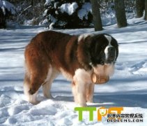 ʥ����Ȯ������ʥ����Ȯ������ô������