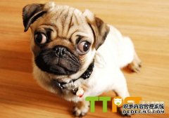 �˸�Ȯ��ʳ��ʳ��ô�죿��ξ�����