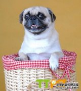 �˸�Ȯ��ʳע������