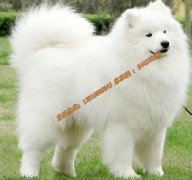 ��ĦҮȱ��΢��Ԫ����ô�죿