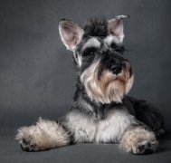 ����Ϊʲô��ë