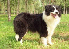 ��ĦҮ����������ô��