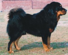 ����ȱ�Ƶı���