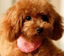 ̩����ʳ��ʲô��