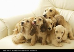 ��ë����Է���ԭ��