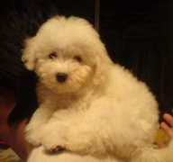 ����Ƥм����ô��