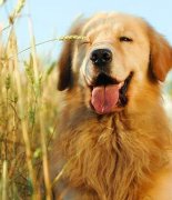 ������ʲô��ë