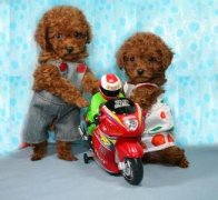 ̩�ϳ�ʺ��ô�죿