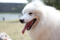 ��ĦҮ��Ȯ��ʲô�ã�