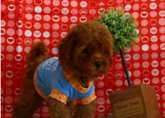 ̩�Ϲ�����ʳ��ô��