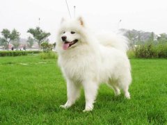 ��ĦΪʲô��ʺ��