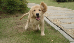 ��ë���Զ���ֻ��ˮ