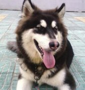 ����˹����ô����΢��Ԫ��