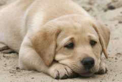 ������к�Գ���������