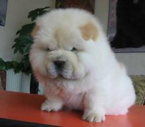 ��ʨ�Բ���ô���£�