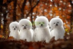 ����Ϊʲô��ʺ��