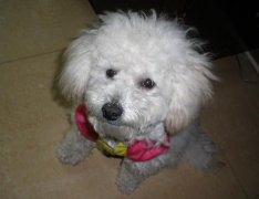 �����Ա����ô����