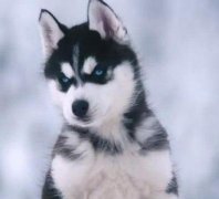 ��ʿ�治��Է���ô�죿