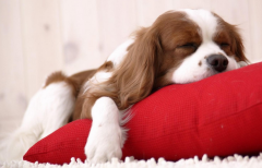 С����ʲô��