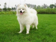 ��ĦҮ��ʳ��ô�죿