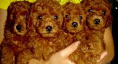 ̩�ϼ���������ô�죿