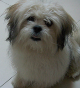 ̩����Ȯ��ʲô