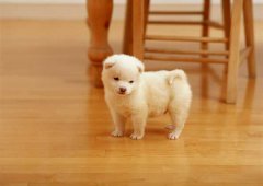 ��θ����ﹷ����Ӫ����