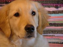 ��ë�����ʳ��ô�죿