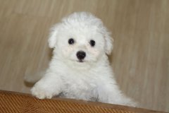 ���Ȯ��θ���ʳ�ʲô��