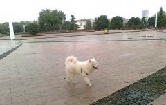 ιʳ��ĦҮ��Ȯ�����̵ĺô�