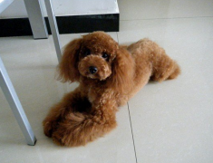 ������ô����