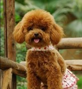 ̩��ëɫ������ô��