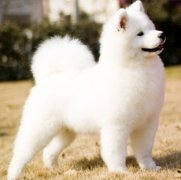 ��ĦҮë������ô��