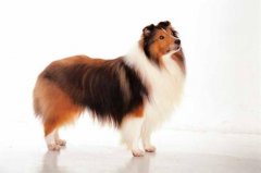 ������ͷ������ô�죿��ͼ��