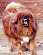 ����Ϊʲô���Թ���