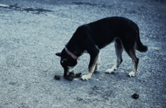 �������Լ�����ԭ��ͼ�ģ�