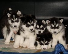 ��Ȯ�ʺ�ʲô���̷ۣ���ͼ��