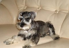 ѩ�����ʲô�̷ۺã�ͼ��