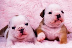 �����仯���������������ӣ�