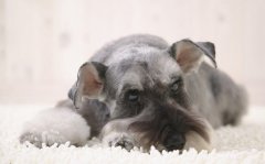 ����ι��������ͼ��