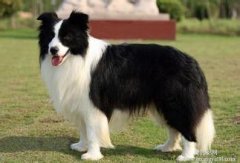 ����Ϊʲô��������ͼ��