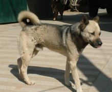 �������ƽ���������ͼ��