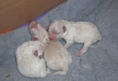 ��ô�չ˸ճ�����С������ͼ��